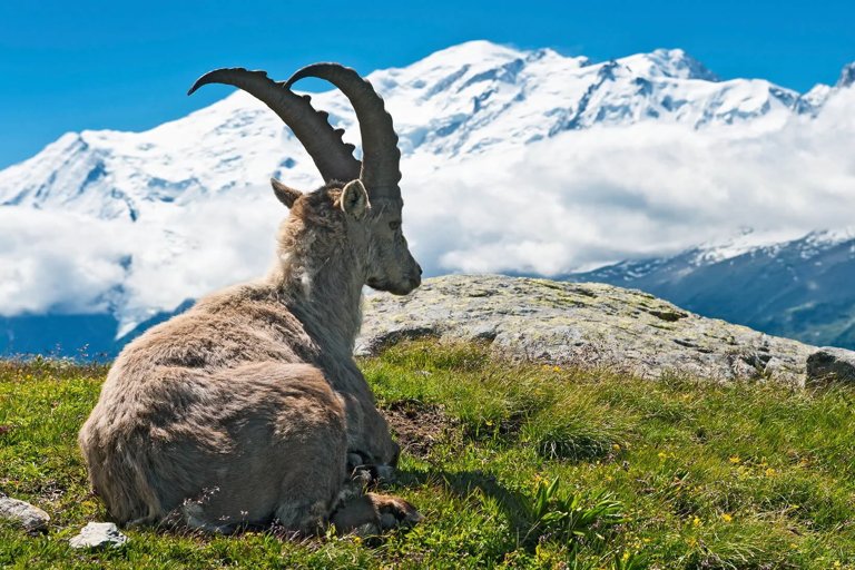 La faune alpine sous observation: lancement d’un programme de suivi